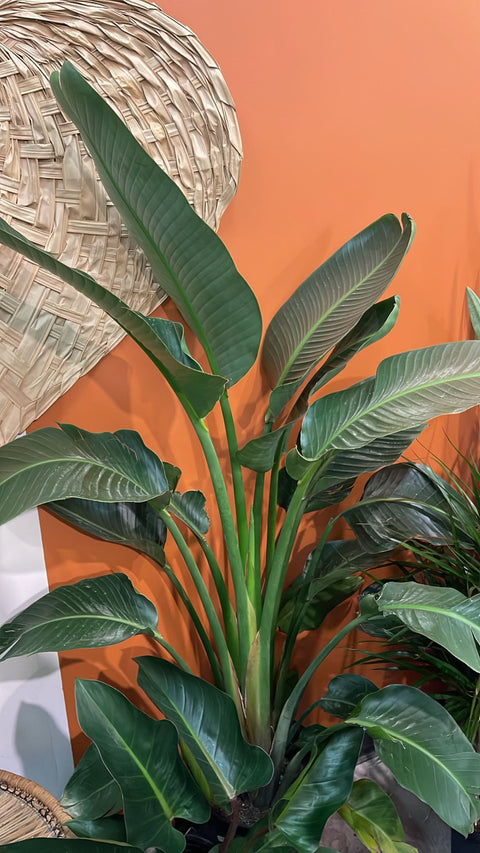 Strelitzia Bird of Paradise